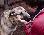 Собаки в Москве: Додж ищет семью Мальчик, Бесплатно - фото 3