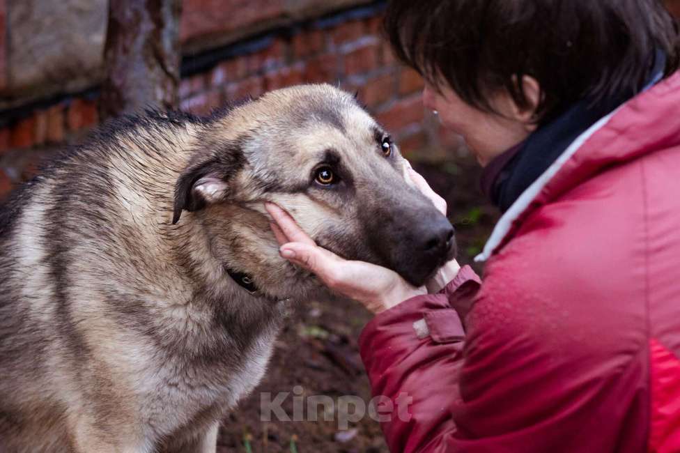Собаки в Москве: Додж ищет семью Мальчик, Бесплатно - фото 3