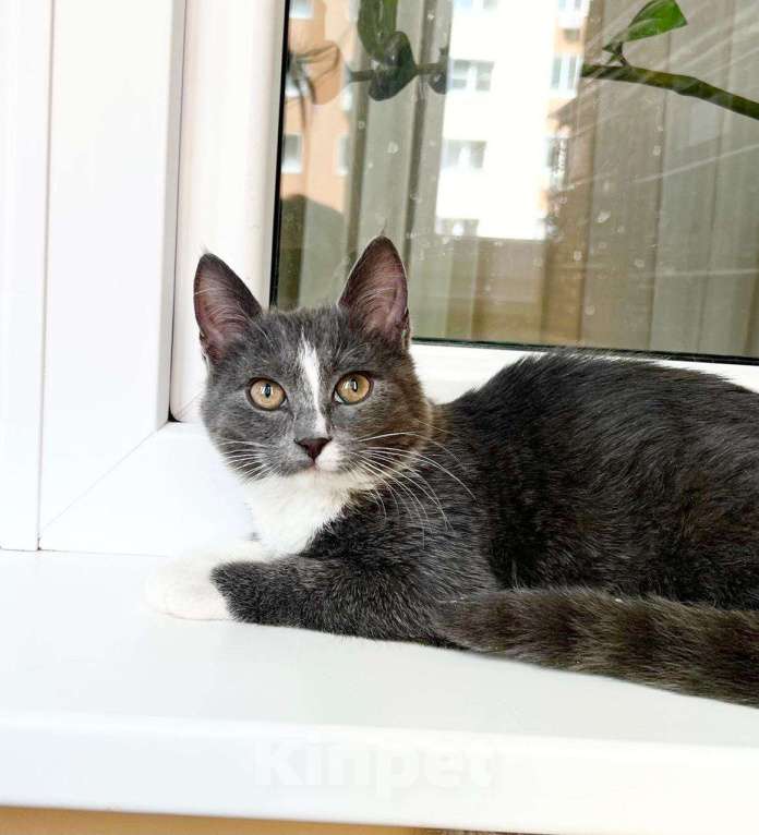Кошки в Москве: Котенок Фибби в серо - голубой шубке в дар Девочка, Бесплатно - фото 1
