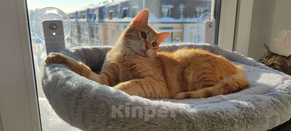 Кошки в Королеве: Котёнок рыжий девочка Девочка, 13 руб. - фото 3