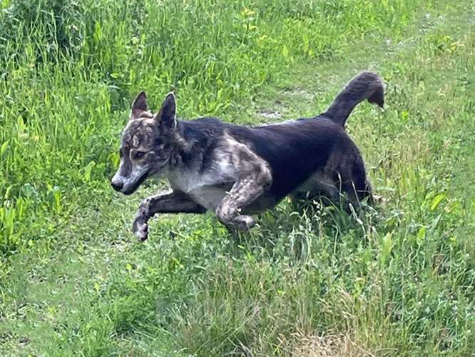 Собаки в Туле: Ласковый, дружелюбный песик-подросток Проша ищет дом Мальчик, 10 руб. - фото 4