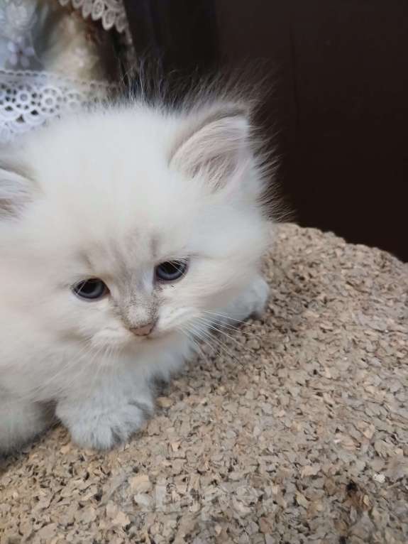 Кошки в Москве: Девочка , окрас- блю табби пойнт Девочка, Бесплатно - фото 2