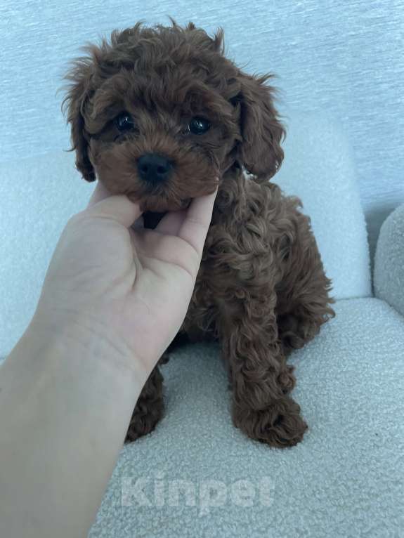 Собаки в Новокузнецке: Продам щенков мальтипу Разнополые, 90 000 руб. - фото 1