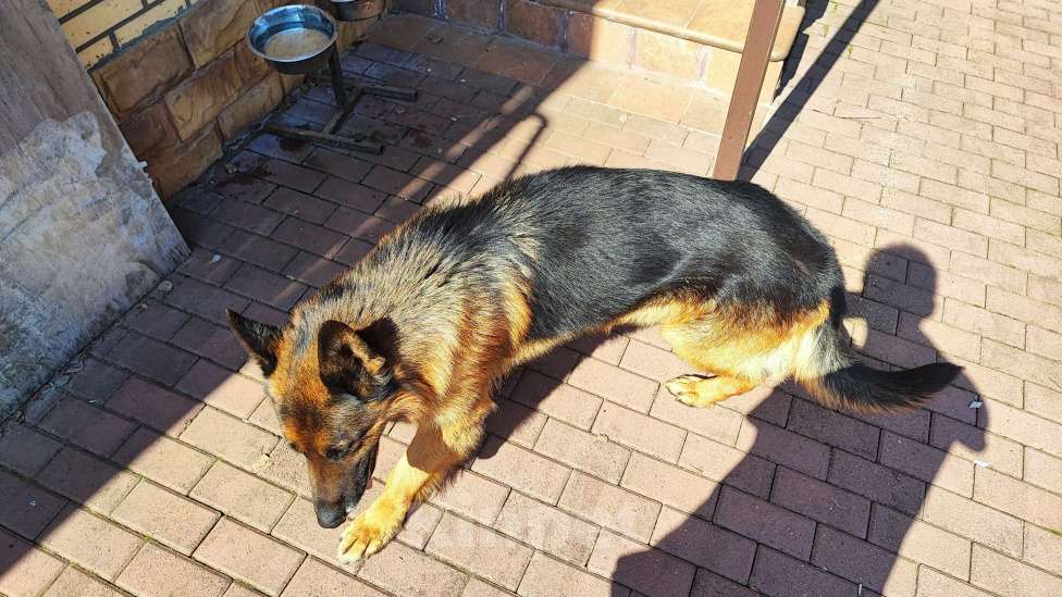 Собаки в других городах Московской области: Найдена собака в районе Заповедный парк-2, Щелково Мальчик, Бесплатно - фото 5