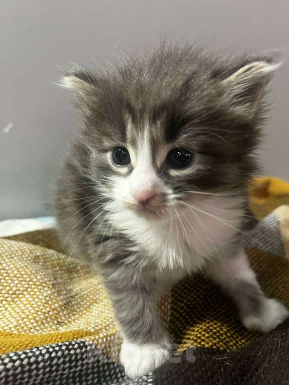 Кошки в Москве: Домашний котенок-мальчик , хорошим людям даром Мальчик, Бесплатно - фото 4