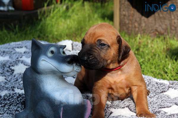 Собаки в Санкт-Петербурге: Щенки родезийского риджбека. Питомник РКФ Мальчик, Бесплатно - фото 8