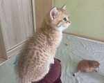 Кошки в Краснодаре: Котята Золотой шиншиллы Мальчик, Бесплатно - фото 7