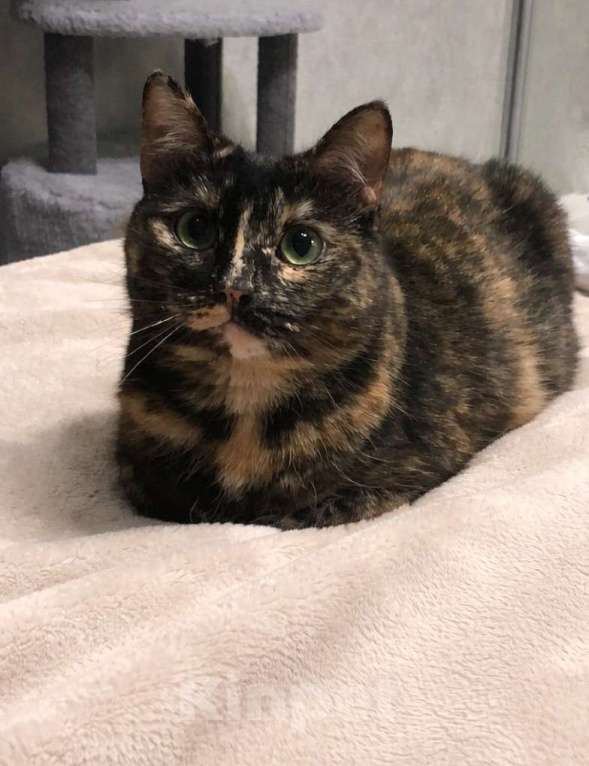 Кошки в Москве: Кошечка Ежевика ищет дом Девочка, Бесплатно - фото 5