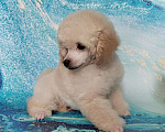 Собаки в Долгопрудном: Пуделя щенок той белая девочка Девочка, 200 000 руб. - фото 2