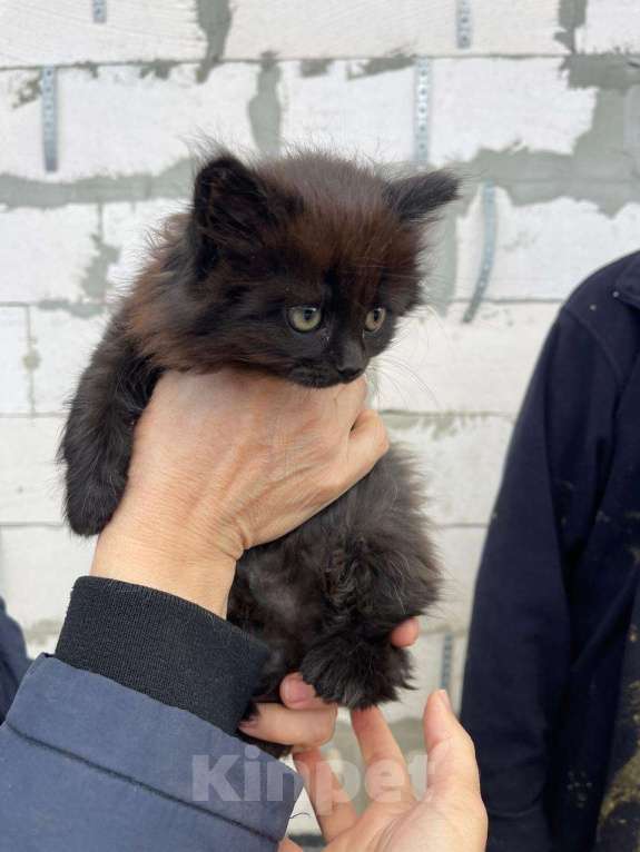 Кошки в Москве: Котята в добрые руки (Сибирская + Мейн кун + Лесная) Девочка, Бесплатно - фото 4
