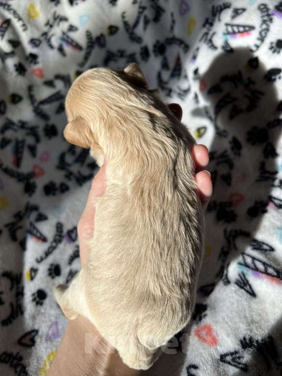 Собаки в Санкт-Петербурге: Мини мальтипу девочка Девочка, 180 000 руб. - фото 3