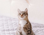 Кошки в Москве: Котенок в добрые руки Девочка, Бесплатно - фото 6