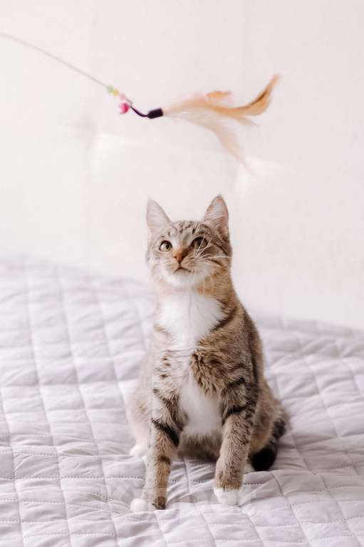 Кошки в Москве: Котенок в добрые руки Девочка, Бесплатно - фото 6