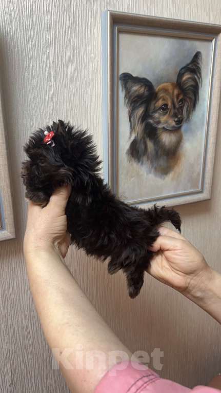 Собаки в Москве: Шоколадный Йорк мальчик Мальчик, 35 000 руб. - фото 1