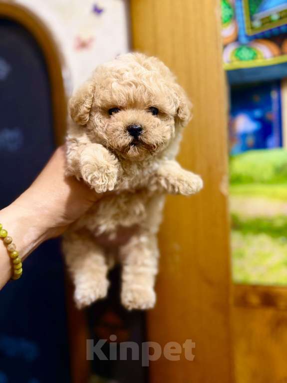 Собаки в Ростове-на-Дону: Мальтипу девочка мини Девочка, 100 000 руб. - фото 2