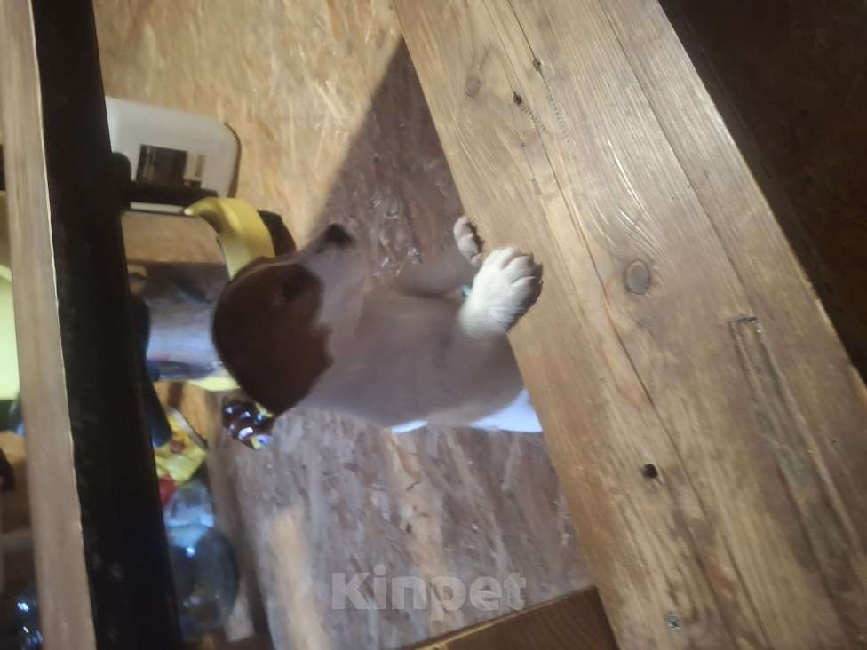 Собаки в Ступино: Продаю джек рассел девочек Девочка, 15 000 руб. - фото 1