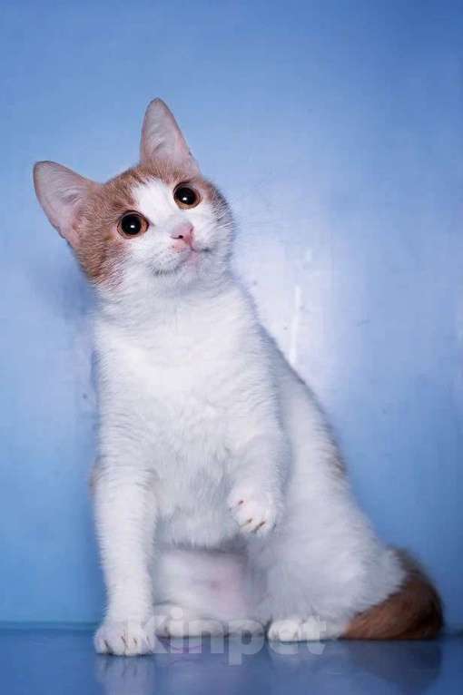 Кошки в Москве: Кошка-улыбка. Идеальнй компаньон Девочка, Бесплатно - фото 6