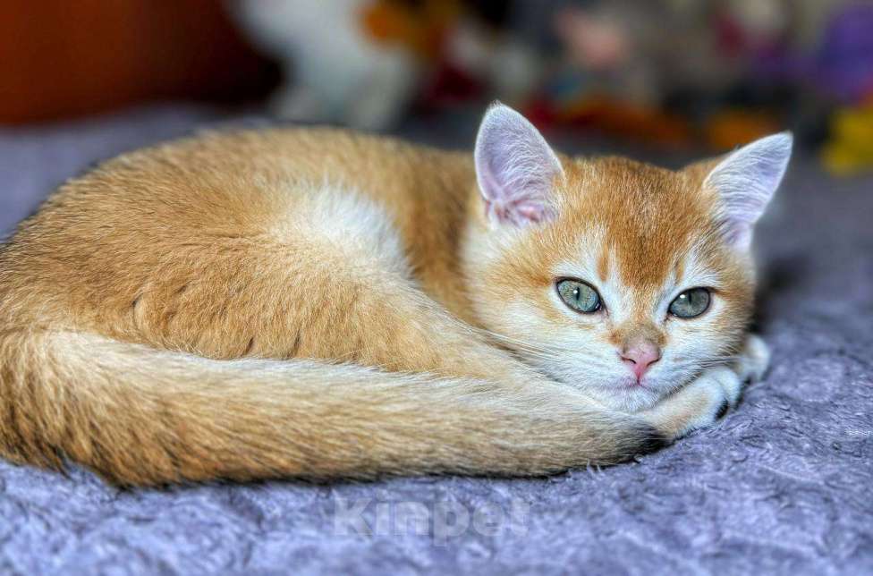 Кошки в Абакане: Девочка золотая шиншила Девочка, 40 000 руб. - фото 2