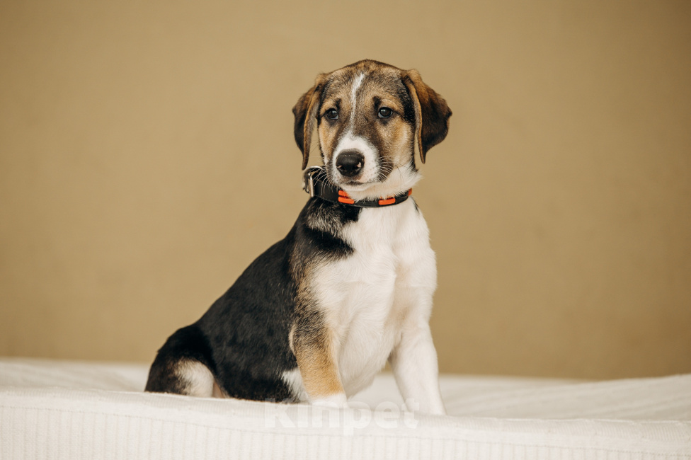 Собаки в Москве: Щенок бесплатно из приюта Мальчик, Бесплатно - фото 1