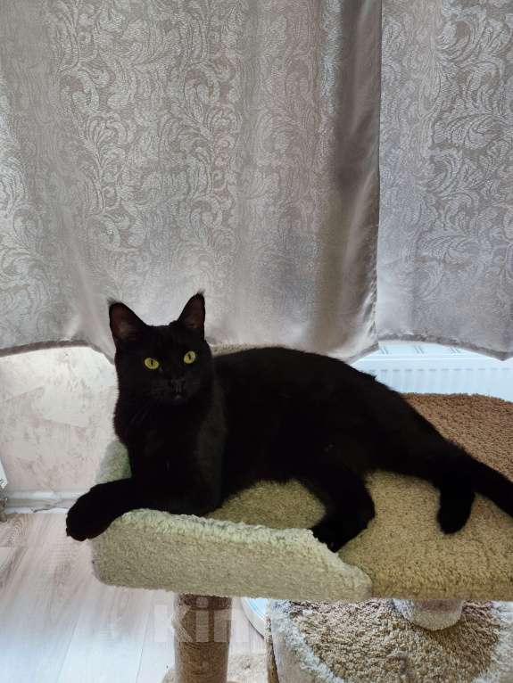 Кошки в Москве: Кошечка метис мейн-куна ищет дом Девочка, 200 руб. - фото 3