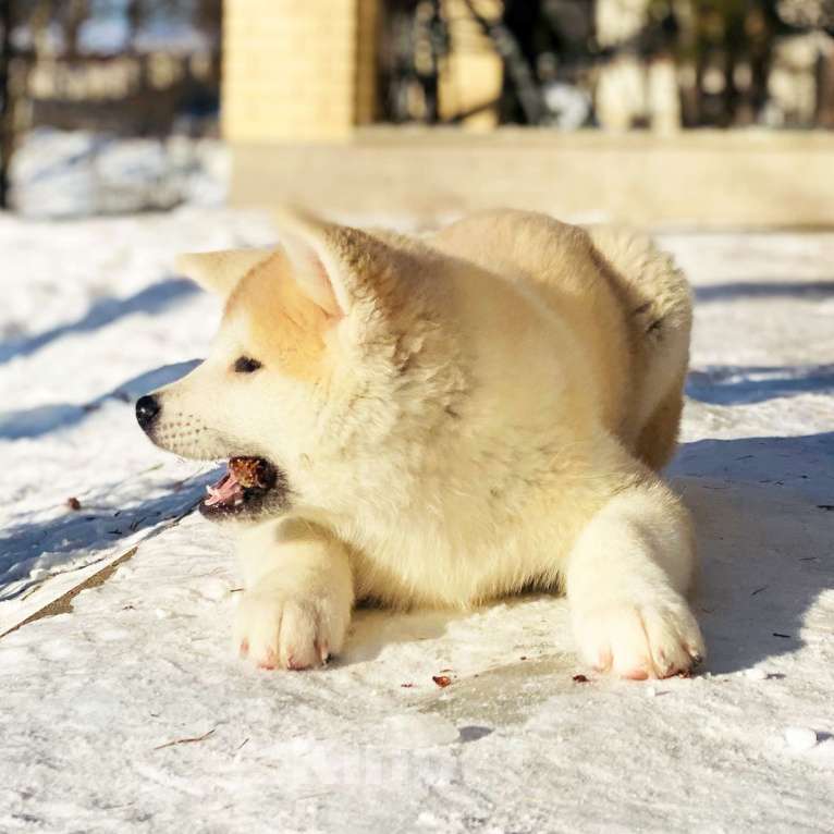 Собаки в Санкт-Петербурге: Продается щенок Акита ину редкого окраса Мальчик, Бесплатно - фото 1