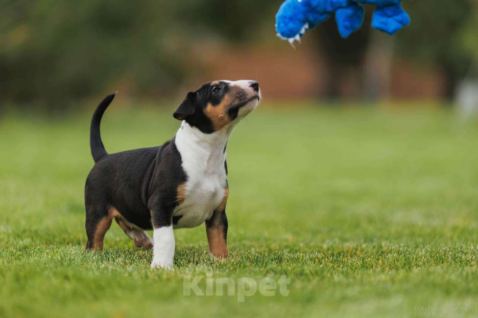 Собаки в Волжском: Стандартная булочка Девочка, 80 руб. - фото 3