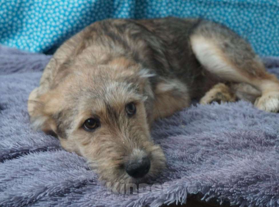 Собаки в Москве: Рыжий щенок, бородатый, белый, в добрые руки щенки Мальчик, 1 руб. - фото 8