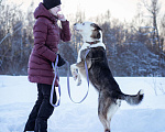 Собаки в Москве: Добрый, статный красавчик с невероятными глазами в добрые руки Мальчик, Бесплатно - фото 7