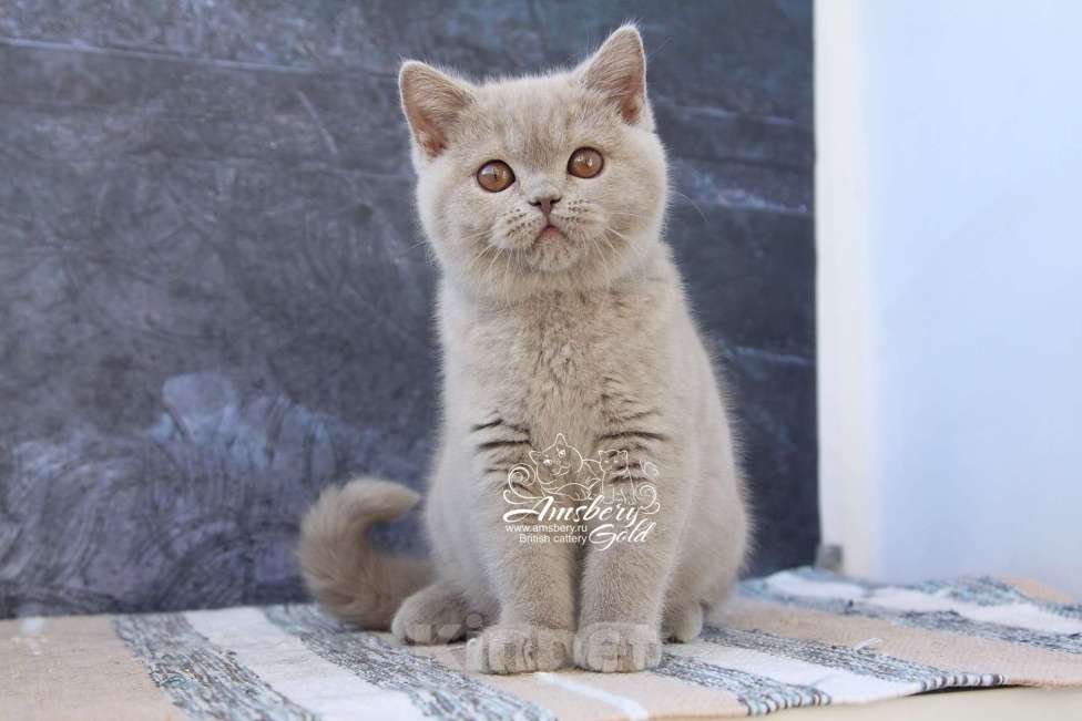 Кошки в Санкт-Петербурге: Лиловая британская кошечка! Девочка, 50 000 руб. - фото 3