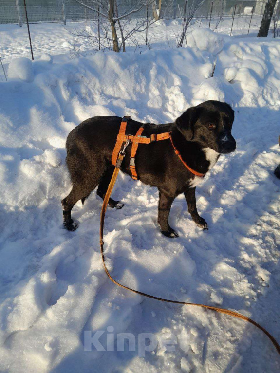 Собаки в Москве: Дуня Девочка, Бесплатно - фото 10