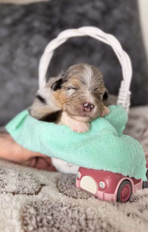 Собаки в Москве: Девочка австралийская овчарки щенок Девочка, Бесплатно - фото 7