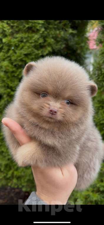 Собаки в Москве: Мини померанский шпиц премиум качества Девочка, 150 000 руб. - фото 1