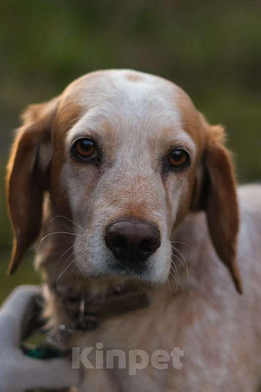 Собаки в Санкт-Петербурге: Персик из приюта в добрые руки Мальчик, Бесплатно - фото 4