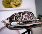 Кошки в Москве: бенгальский котенок супер-контраст Мальчик, 50 000 руб. - фото 6