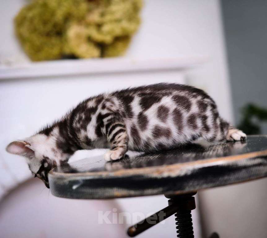 Кошки в Москве: бенгальский котенок супер-контраст Мальчик, 50 000 руб. - фото 6