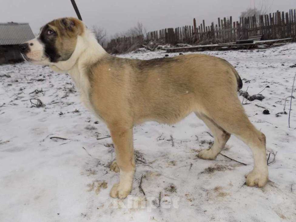 Собаки в Москве: Среднеазиатская овчарка, щенки Девочка, 25 000 руб. - фото 7