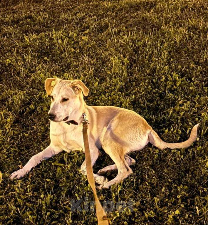 Собаки в Москве: Отдадим солнечного красавчика Барабашку в заботливые руки Мальчик, 1 руб. - фото 3