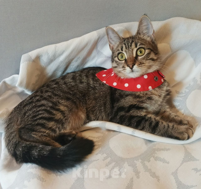 Кошки в Москве: Котенок Габи 4.5 мес ищет маму Девочка, Бесплатно - фото 4
