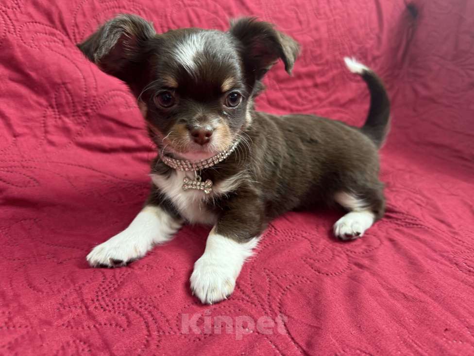 Собаки в других городах Московской области: Мальчик чихуахуа Грегори Мальчик, 50 000 руб. - фото 4