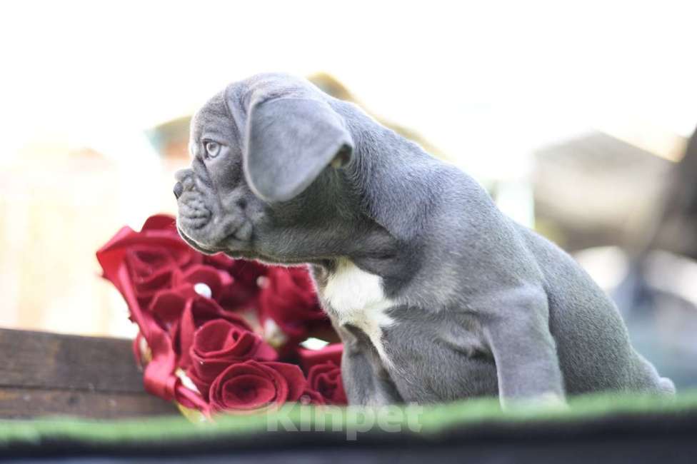 Собаки в Москве: Девочка лилово-подпалая , щенки французики  Девочка, 120 000 руб. - фото 4