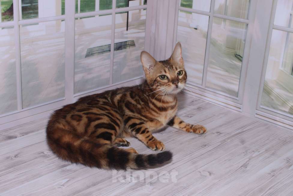 Кошки в Москве: Бенгальский кот с крупной розеткой-вязка Мальчик, 3 500 руб. - фото 6