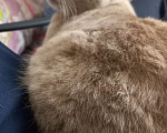 Кошки в Егорьевске: Потерялся кот Мальчик, 3 000 руб. - фото 2