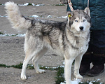 Собаки в Москве: Сибиряк Бриз ищет дом и своих людей. Мальчик, Бесплатно - фото 1