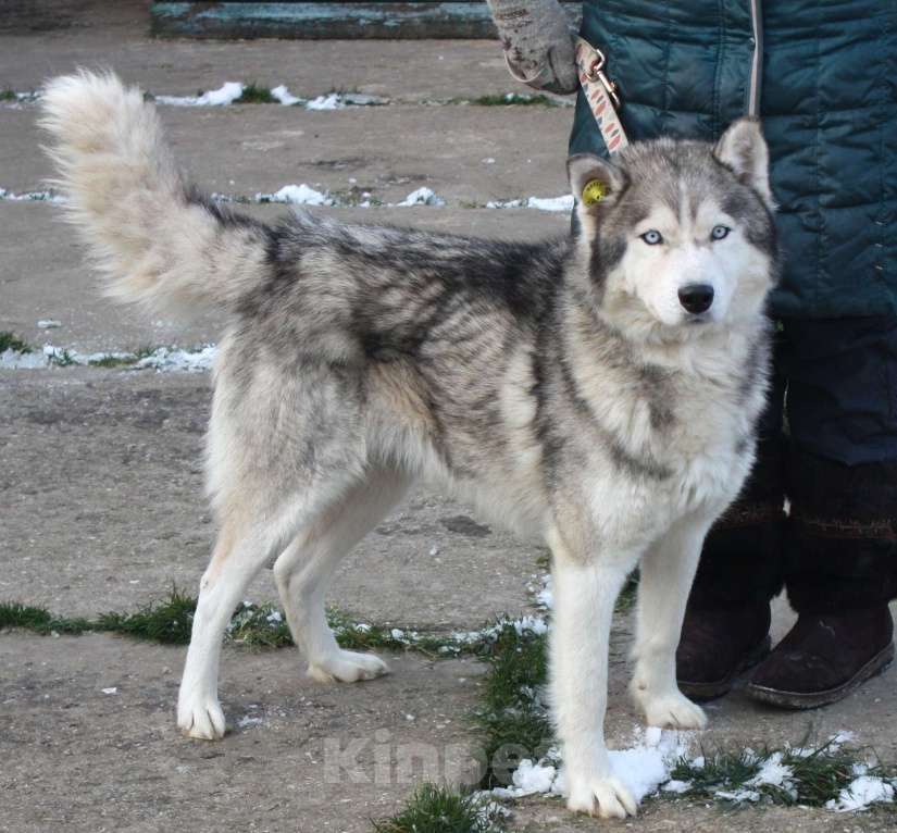 Собаки в Москве: Сибиряк Бриз ищет дом и своих людей. Мальчик, Бесплатно - фото 1