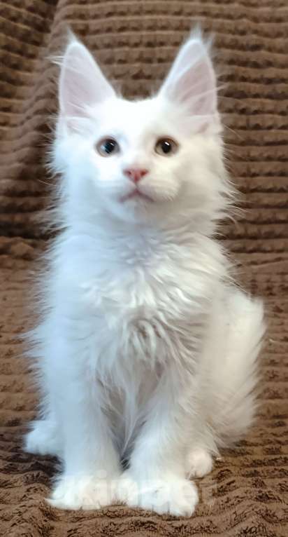 Кошки в Москве: Белый мальчик полидакт жёлтые глаза Мальчик, 40 000 руб. - фото 3