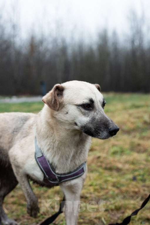 Собаки в Москве: Маленькая Венди Девочка, Бесплатно - фото 3