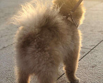 Собаки в Краснодаре: Вязка шпиц, 2 000 руб. - фото 1