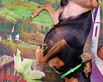 Собаки в Камышлове: Цвергпинчер (Карликовый пинчер) вязка, 800 руб. - фото 2