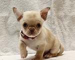 Собаки в Москве: Чихуахуа. Мальчик №1 Мальчик, 50 000 руб. - фото 2