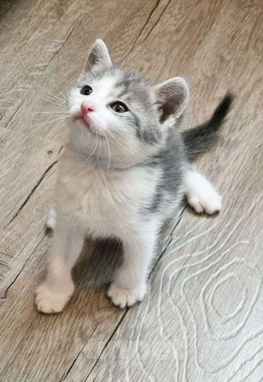 Кошки в Москве: Котята в добрые руки Девочка, Бесплатно - фото 5